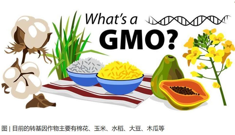 轉(zhuǎn)基因食品：究竟是天使還是魔鬼？